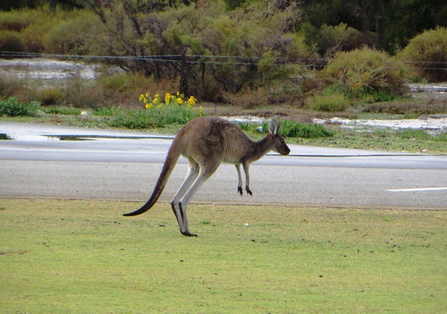 Kangaroo1.JPG