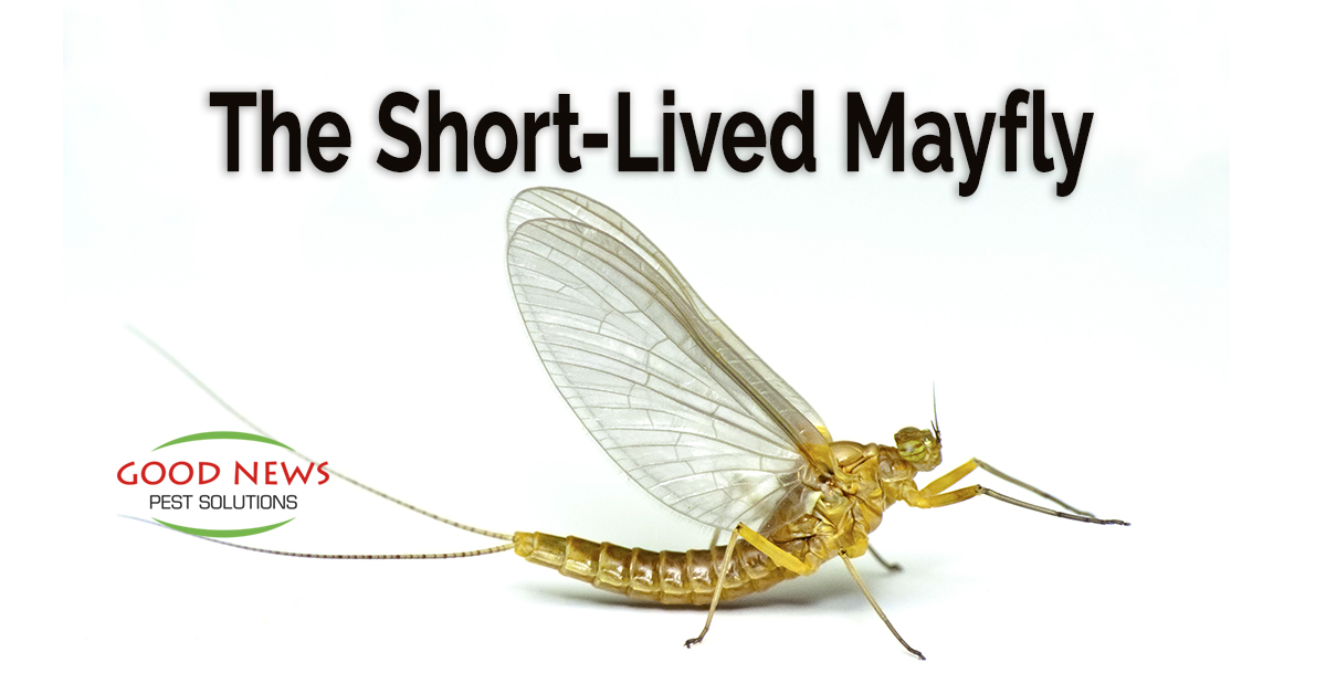 the_short-lived_mayfly_wp.jpg